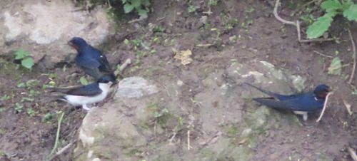 Rondine  - Annalisa Sutto