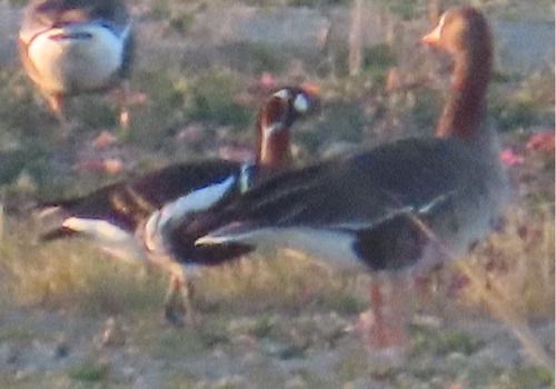 Oca collorosso  - Annalisa Sutto