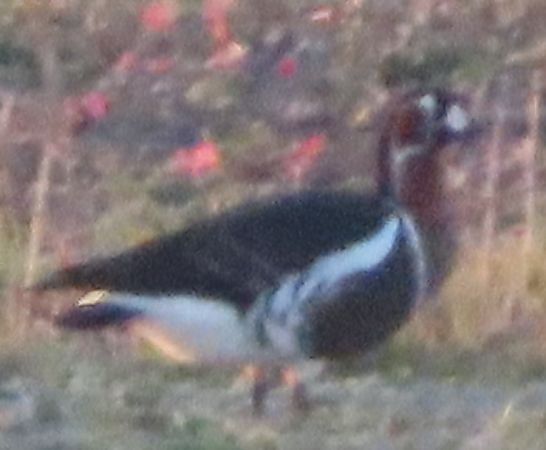 Oca collorosso  - Annalisa Sutto