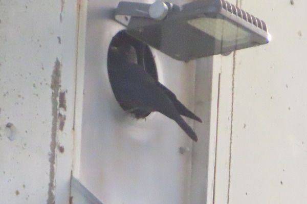 Taccola  - Annalisa Sutto