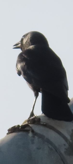 Taccola orientale  - Annalisa Sutto