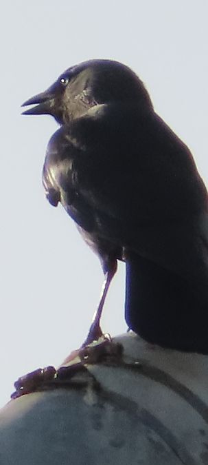 Taccola orientale  - Annalisa Sutto