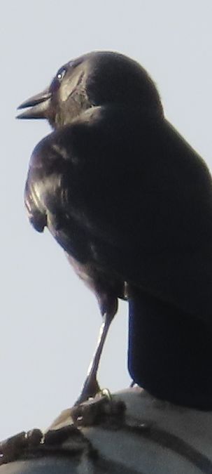 Taccola orientale  - Annalisa Sutto