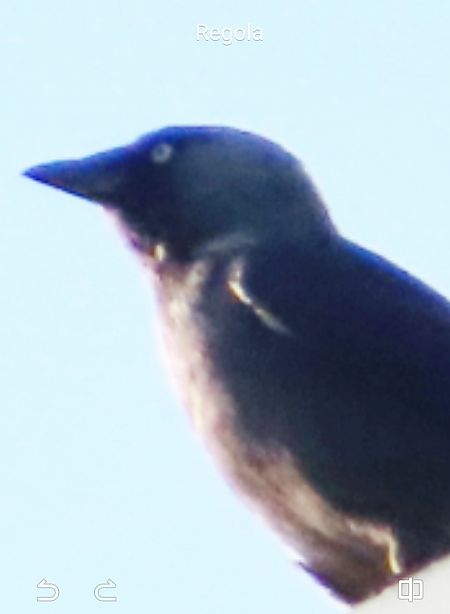 Taccola orientale  - Annalisa Sutto