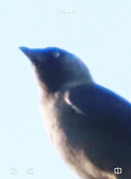 Taccola orientale  - Annalisa Sutto