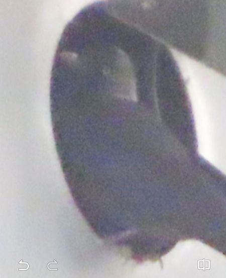 Taccola orientale  - Annalisa Sutto