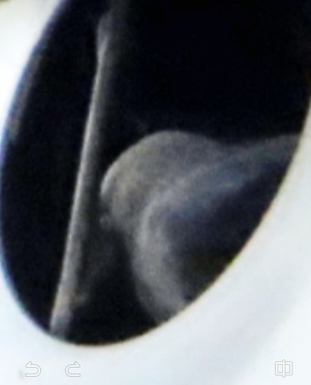 Taccola orientale  - Annalisa Sutto