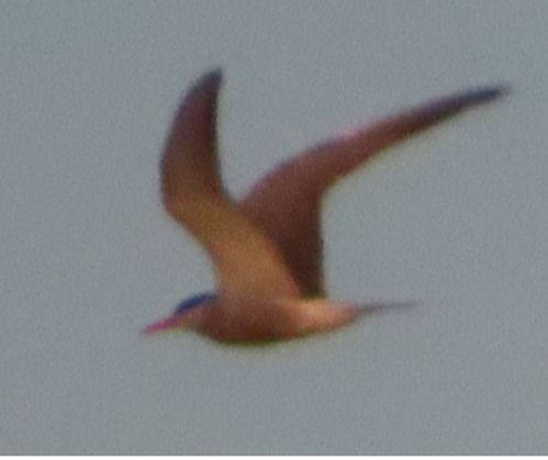 Mignattino piombato  - Annalisa Sutto