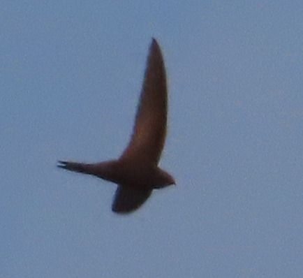 Rondone pallido  - Annalisa Sutto