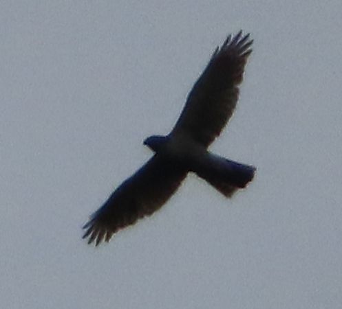 Astore  - Annalisa Sutto