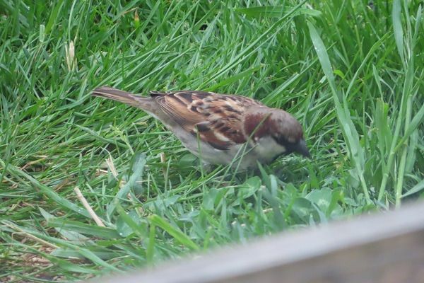Passera oltremontana  - Annalisa Sutto