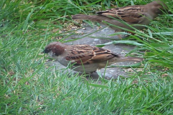 Passera mattugia  - Annalisa Sutto
