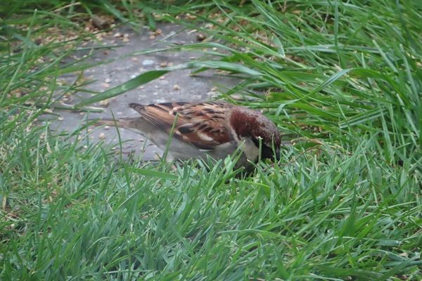 Passera mattugia  - Annalisa Sutto
