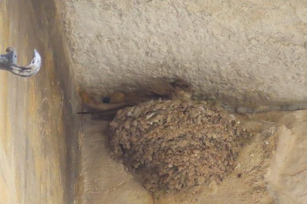 Rondine montana  - Annalisa Sutto