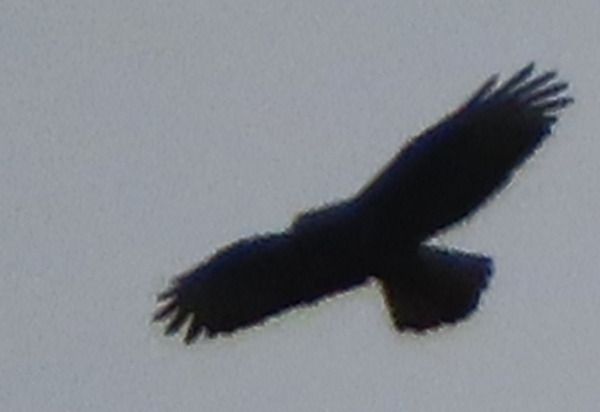 Aquila indet.  - Annalisa Sutto