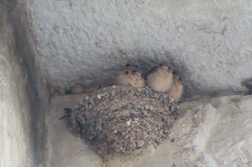 Rondine montana  - Annalisa Sutto