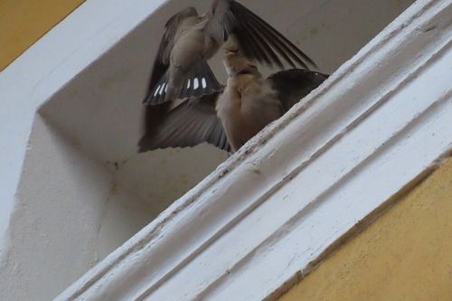 Rondine montana  - Annalisa Sutto