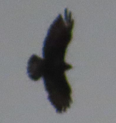 Aquila indet.  - Annalisa Sutto