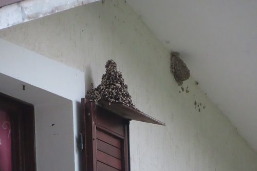 Rondine montana  - Annalisa Sutto