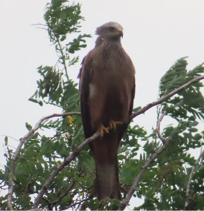 Milan noir  - Annalisa Sutto