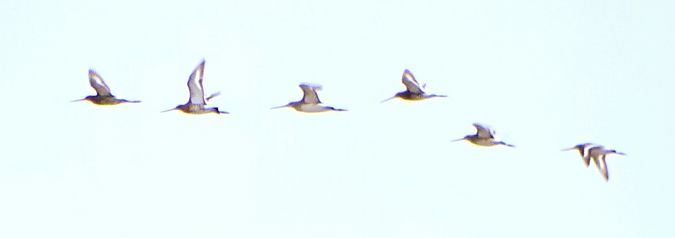 Pittima reale  - Vittorio Piola