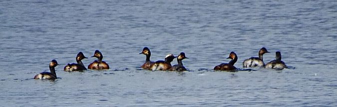 Svasso piccolo  - Vittorio Piola
