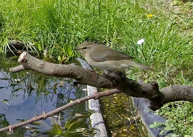 Luì siberiano  - Pier Luigi Taiariol