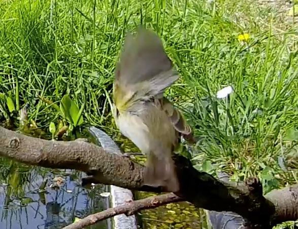 Luì siberiano  - Pier Luigi Taiariol