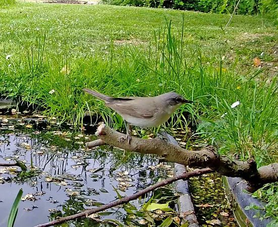 Bigiarella  - Pier Luigi Taiariol