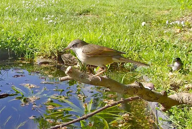 Sterpazzola  - Pier Luigi Taiariol