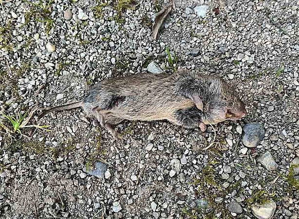 Arvicola campestre  - Pier Luigi Taiariol