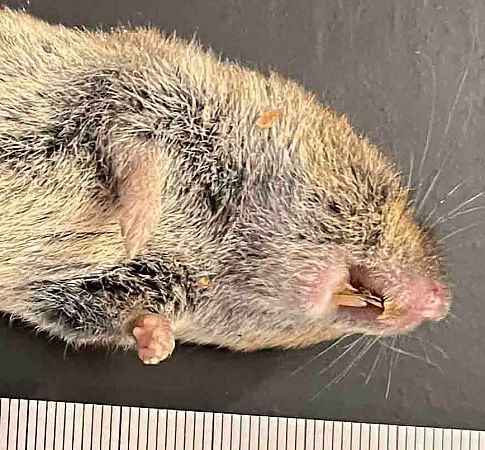 Arvicola campestre  - Pier Luigi Taiariol