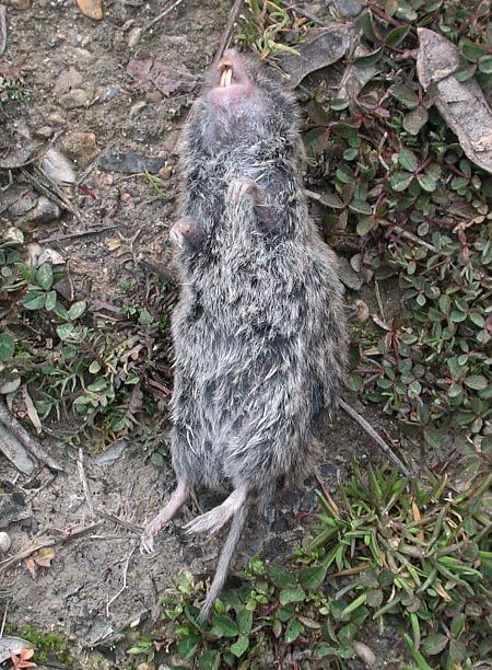 Arvicola campestre  - Pier Luigi Taiariol