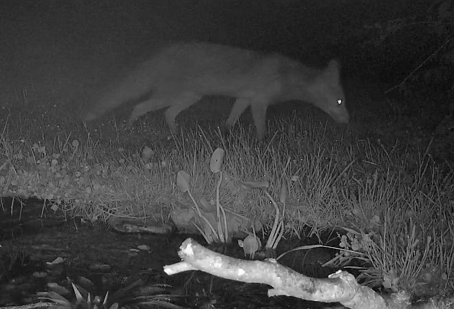 Volpe  - Pier Luigi Taiariol