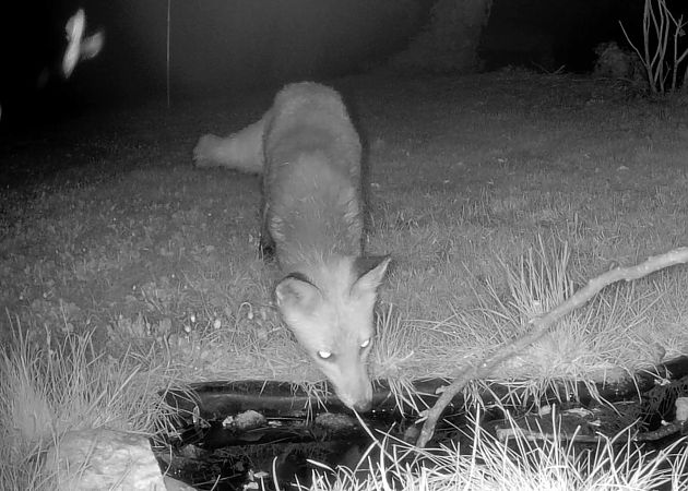 Volpe  - Pier Luigi Taiariol