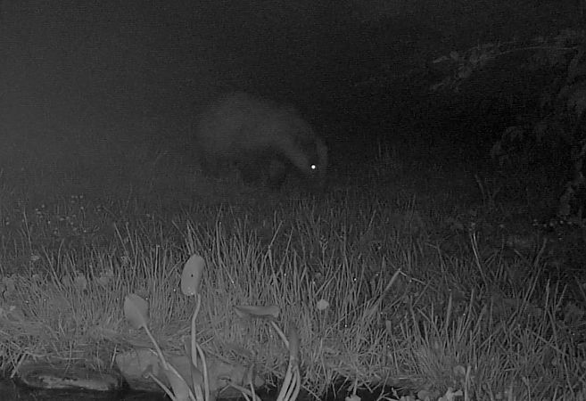 Tasso  - Pier Luigi Taiariol