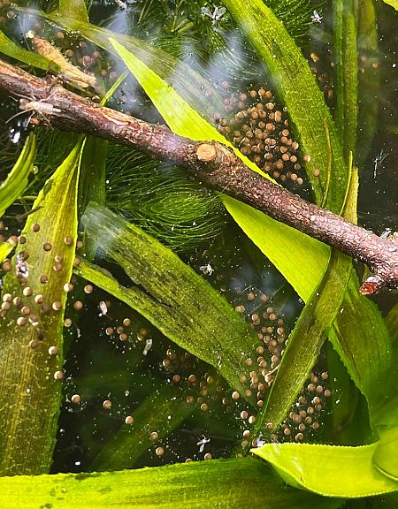 Rana esculenta o Rana di Lessona  - Pier Luigi Taiariol