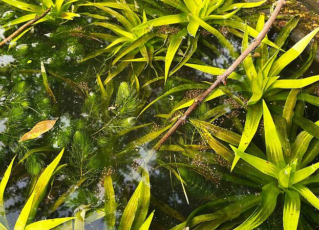 Rana esculenta o Rana di Lessona  - Pier Luigi Taiariol