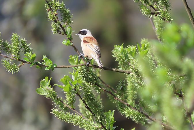 Pendolino  - Enrico Bissardella