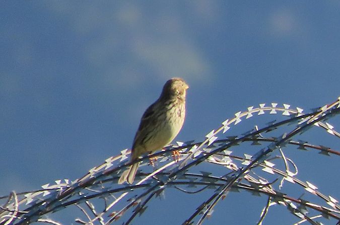 Strillozzo  - Enrico Bissardella