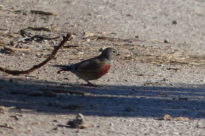 Fanello  - Enrico Bissardella