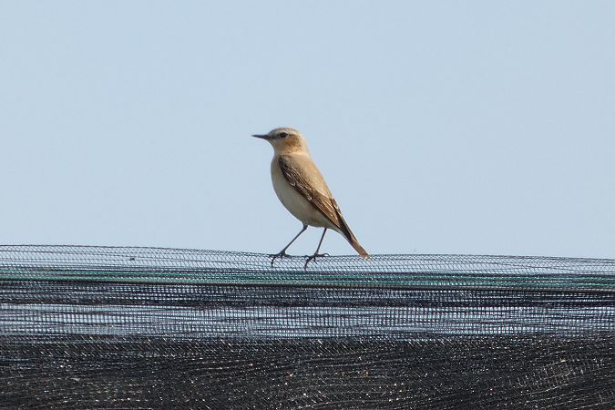 Culbianco  - Enrico Bissardella