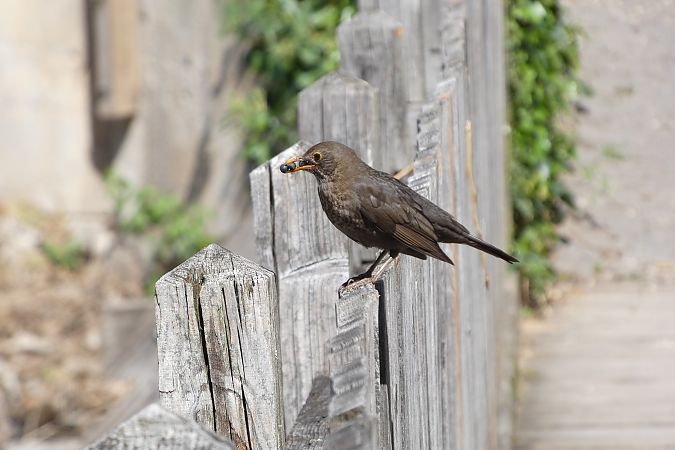 Merlo  - Enrico Bissardella