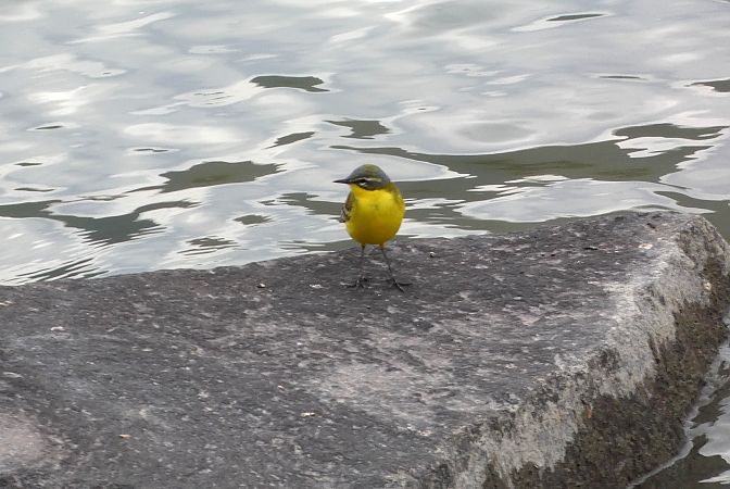 Bergeronnette nordique (ssp. thunbergi)  - Enrico Bissardella