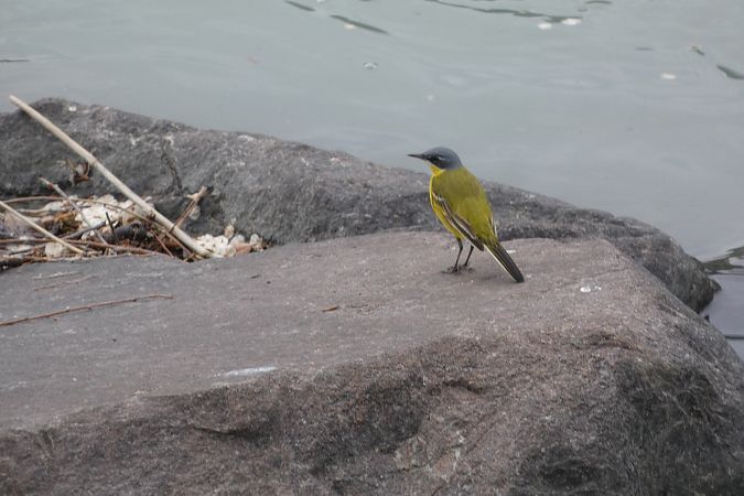 Cutrettola caposcuro  - Enrico Bissardella