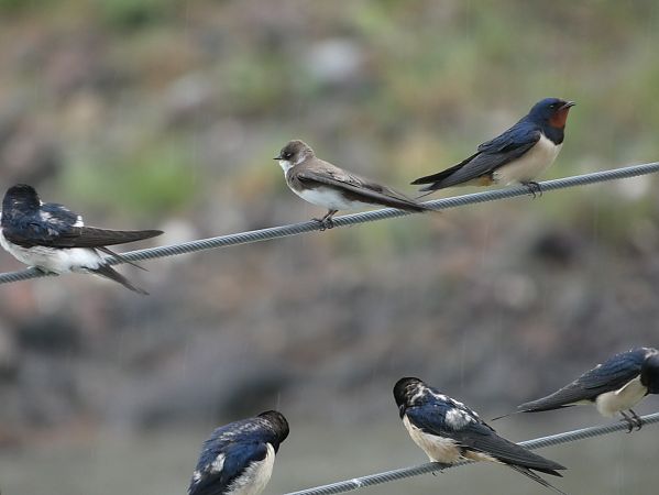 Topino  - Enrico Bissardella