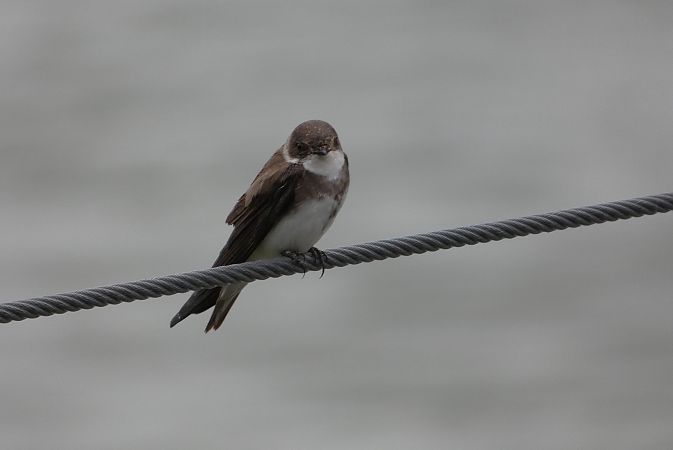 Topino  - Enrico Bissardella