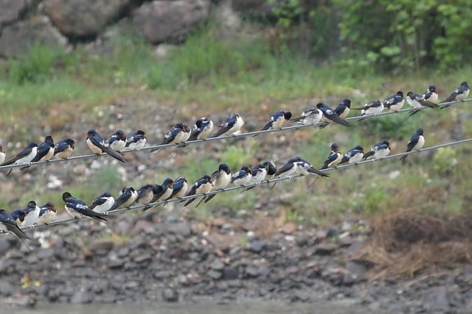 Rondine  - Enrico Bissardella