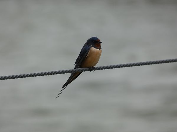 Rondine  - Enrico Bissardella