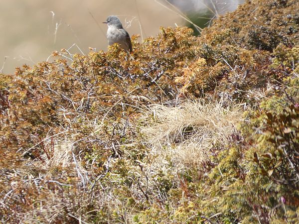 Bigiarella  - Enrico Bissardella